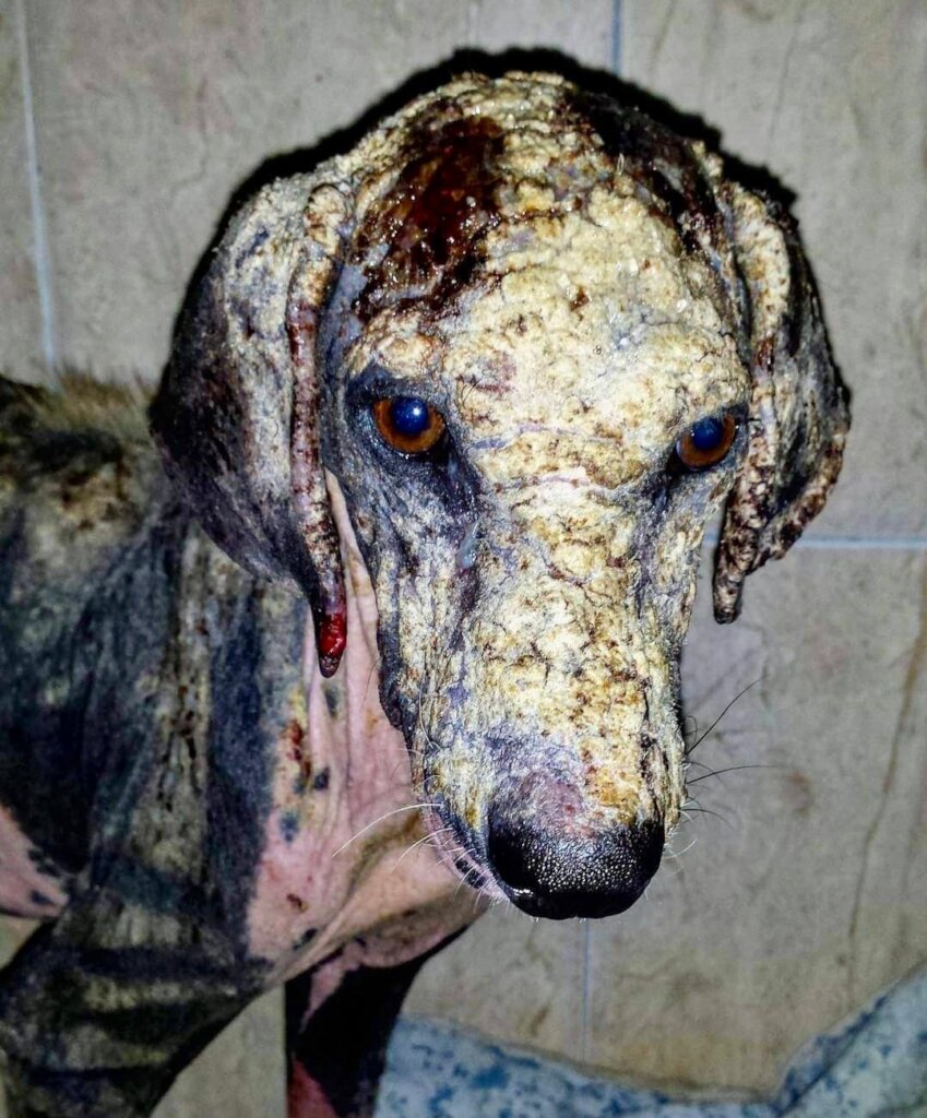 Save Curacao's Stray Dogs - Prevention & Rescue