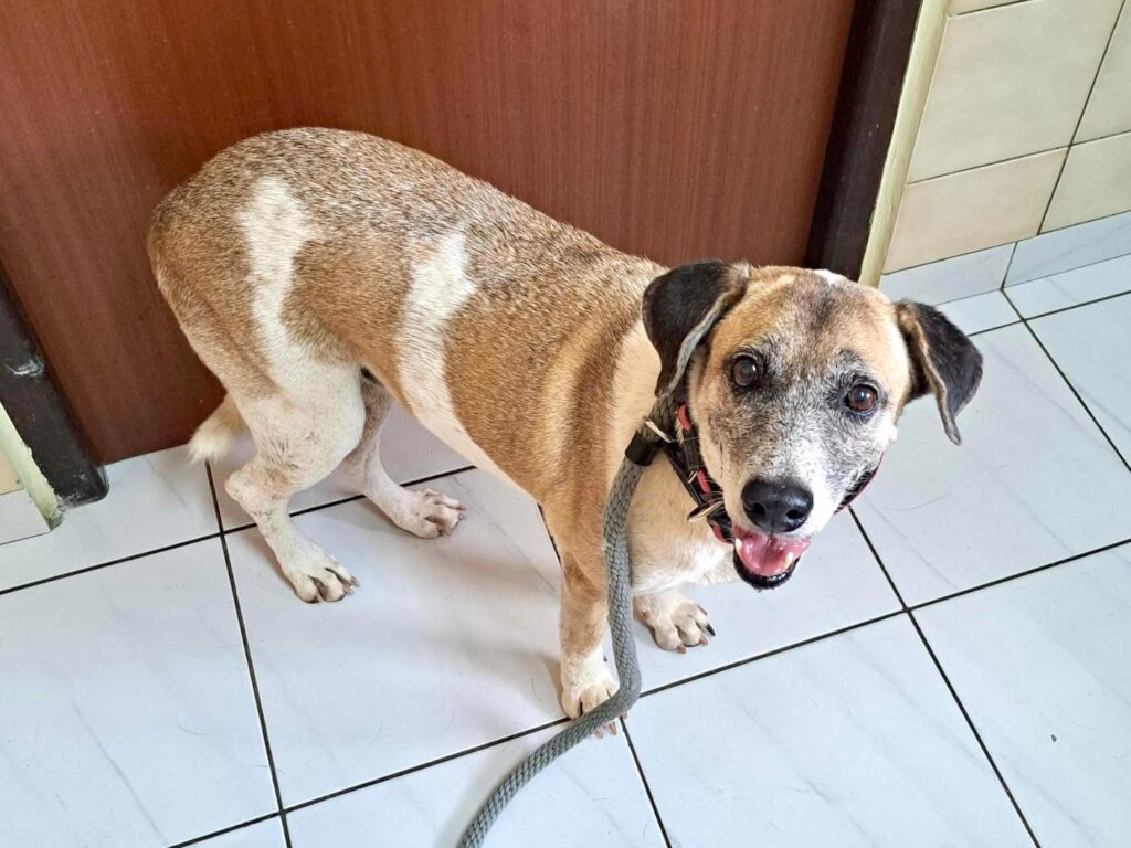 Save Curacao's Stray Dogs - Prevention & Rescue
