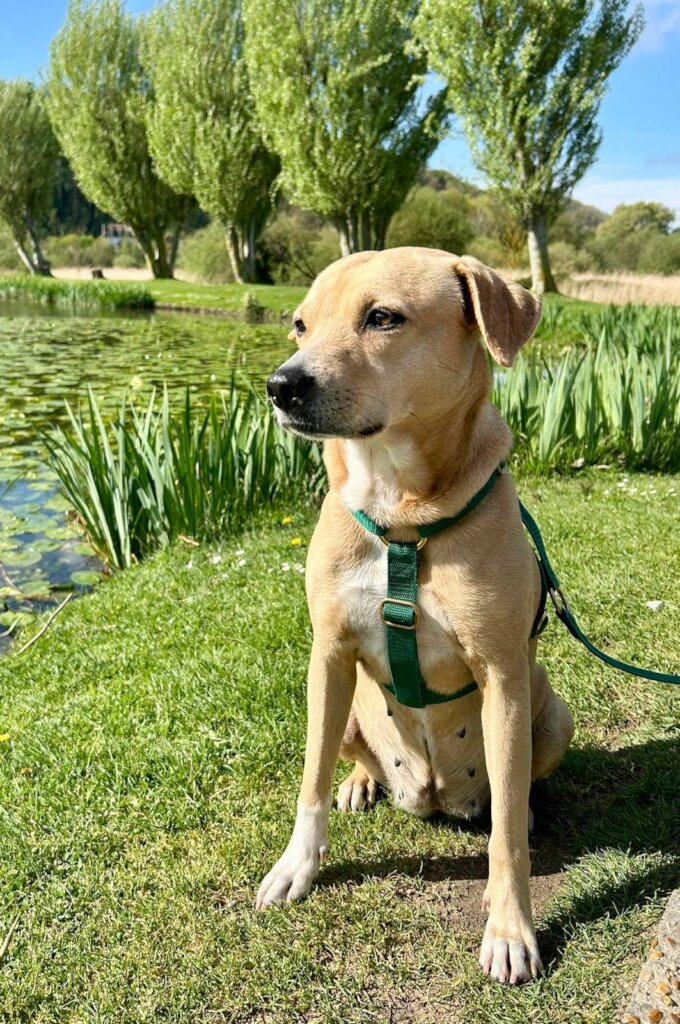 Save Curacao's Stray Dogs - Prevention & Rescue
