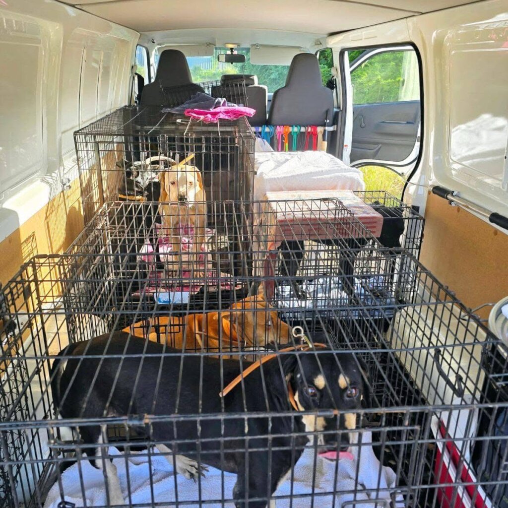 Save Curacao's Stray Dogs - Prevention & Rescue