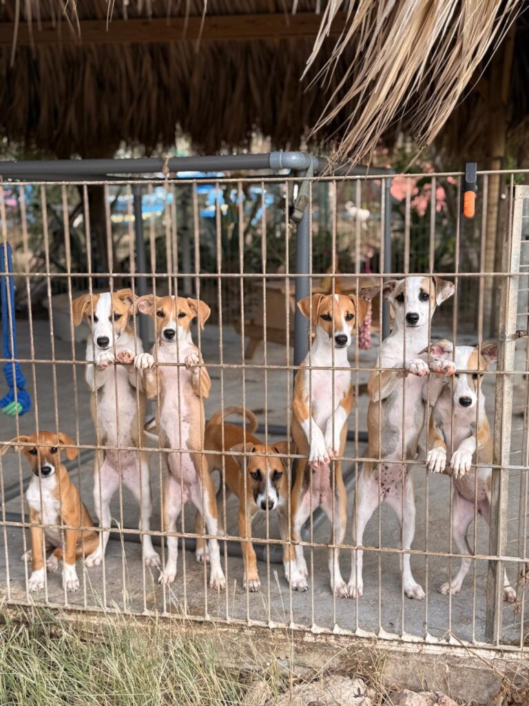 Save Curacao's Stray Dogs - Prevention & Rescue