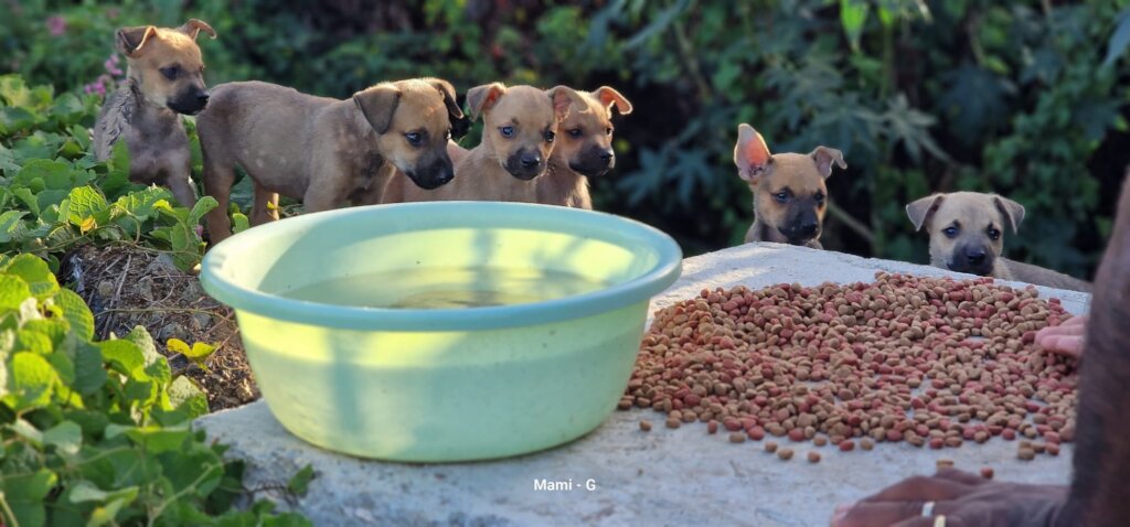 Save Curacao's Stray Dogs - Prevention & Rescue