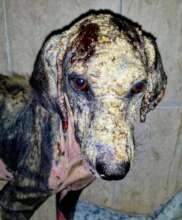 Before, how RPC found the dog