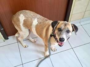 After, A happy doggy