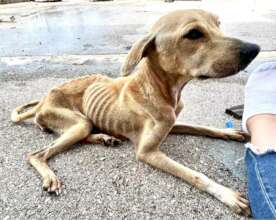 Before, a malnourished dog was found
