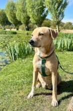 After, Happy and healthy adopted dog