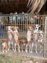 Puppies at the puppy playground