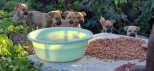 Puppies being fed on the island