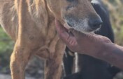 Save Curacao's Stray Dogs - Prevention & Rescue
