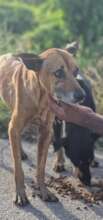Save Curacao's Stray Dogs - Prevention & Rescue