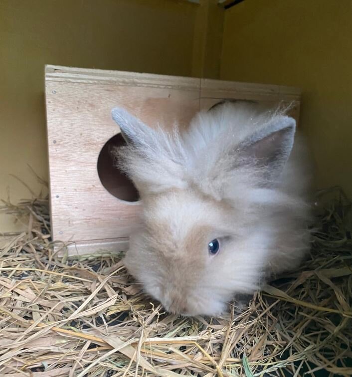 Healing Trauma Through Animal-Assisted Therapy