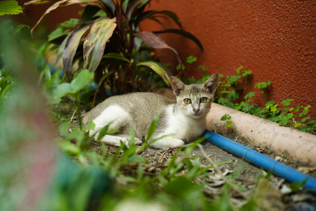 Healing Trauma Through Animal-Assisted Therapy