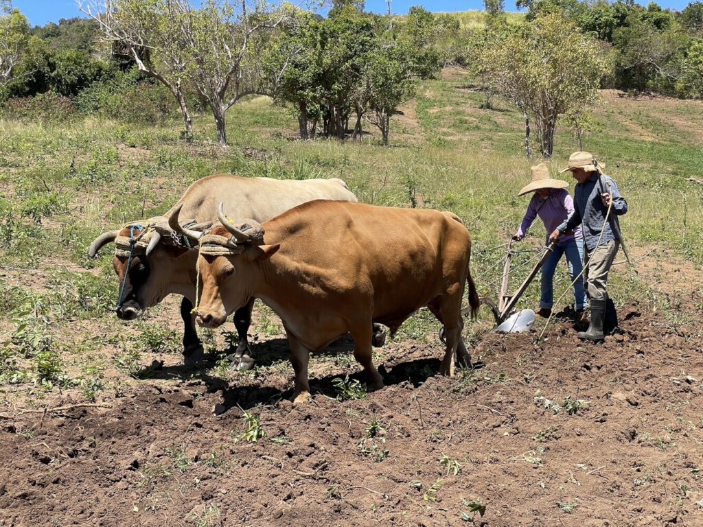 Strengthening Puerto Rico's Farmers & Food System