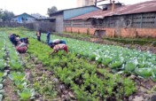 Potatoes for peace Project