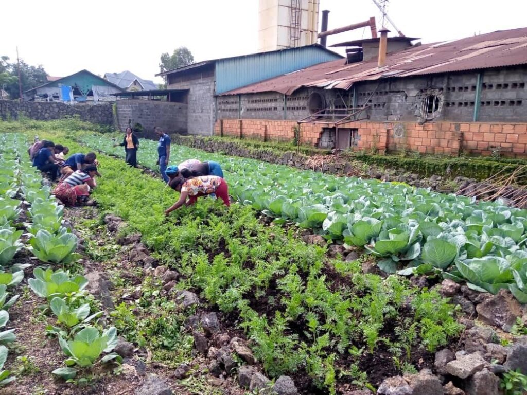 Potatoes for peace Project