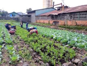 Potatoes for peace Project
