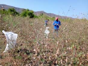 Harvesting cleaner cotton