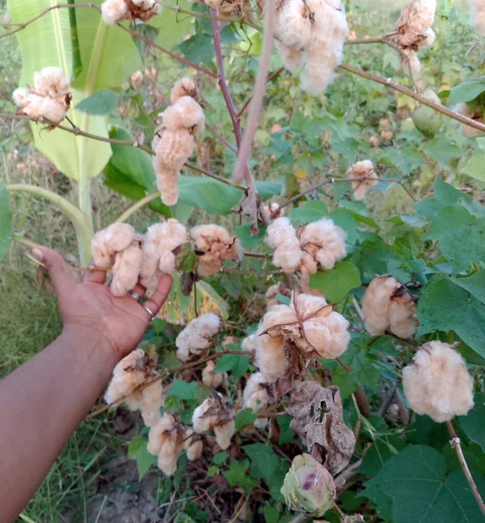 GMO free coyuchi ready for harvest