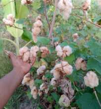 GMO free coyuchi ready for harvest