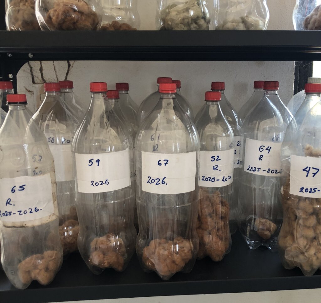 Greenhouse GMO-free seed harvest for replanting