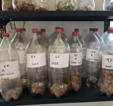 Greenhouse GMO-free seed harvest for replanting