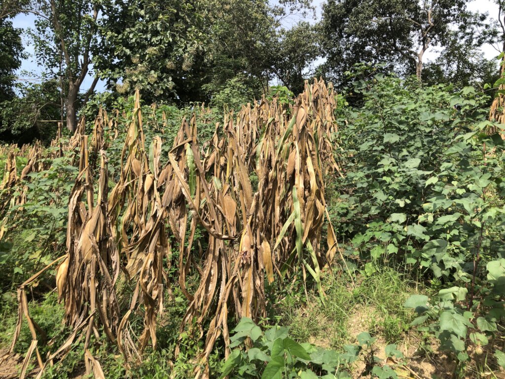 Corn and cotton experimental plot
