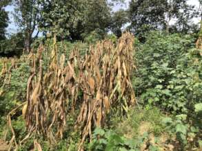 Corn and cotton experimental plot