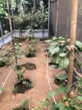Red cotton plants in the greenhouse