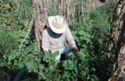 Native Colored Cotton Conservation in Oaxaca