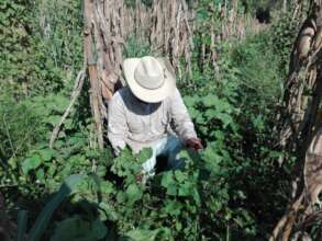 Native Colored Cotton Conservation in Oaxaca