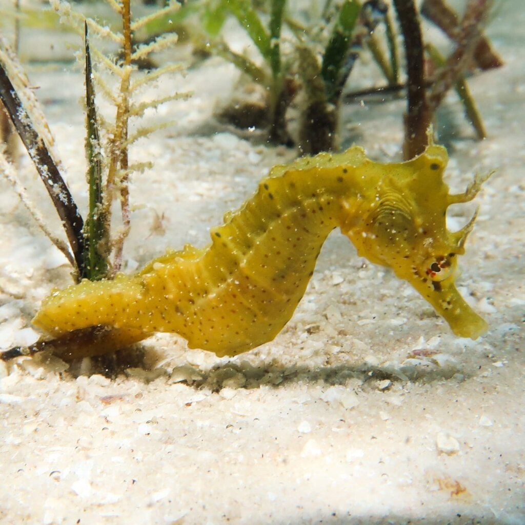 Seahorse Protection through Ecotourism