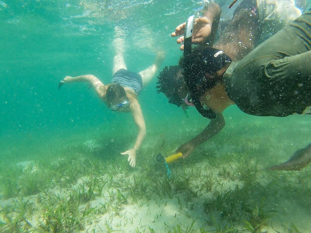 Seahorse Protection through Ecotourism