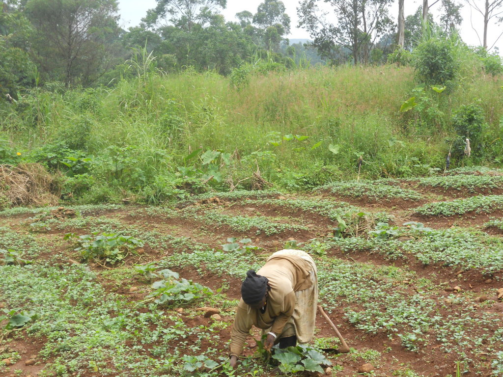 Fruit Tree Cultivation in Cameroon- UT
