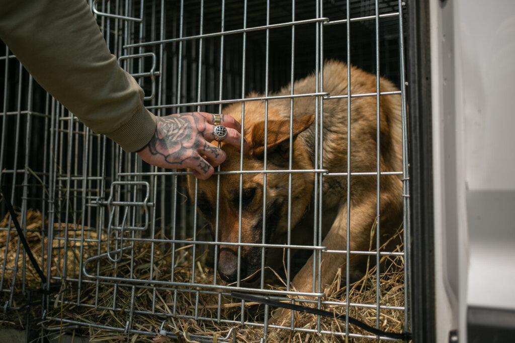Urgent: Animal Evacuation Vehicle Replacement
