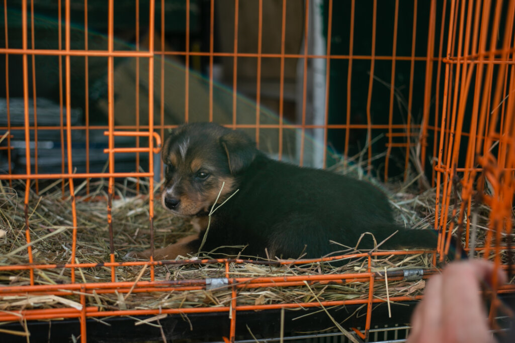 Urgent: Animal Evacuation Vehicle Replacement