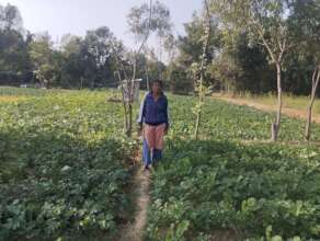 Offseasonal vegetable farming