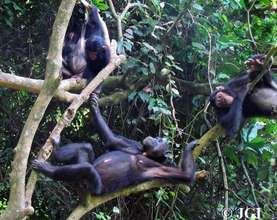 Fanni with offspring