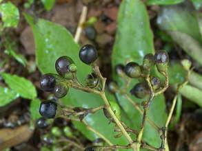 Berries of the Mpapa Tree