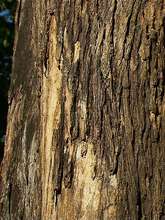 The Mpapa Tree