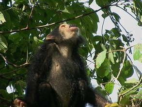 A chimp eating from a Mpapa tree