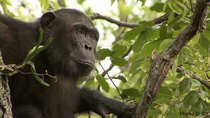 Help Protect Wild Chimpanzees