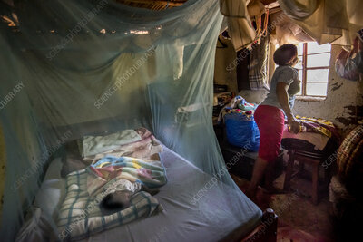 Knock Out Malaria: Distribute Treated Mosquito Net
