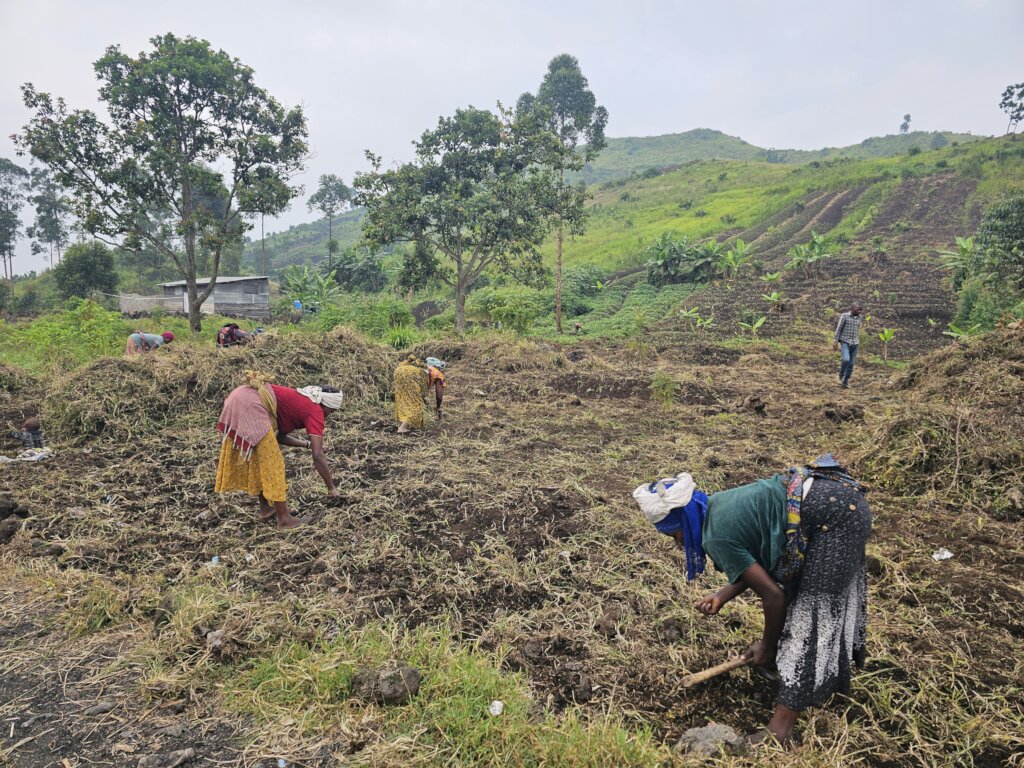 Farming for Community Affected by war in D.R.C