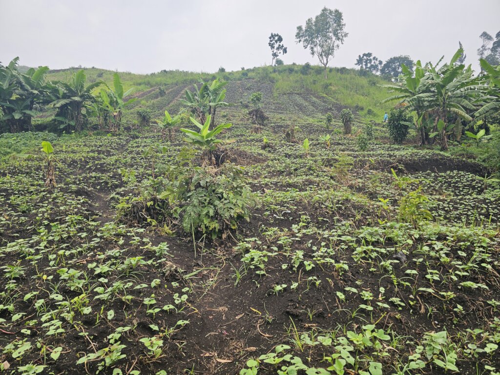 Farming for Community Affected by war in D.R.C