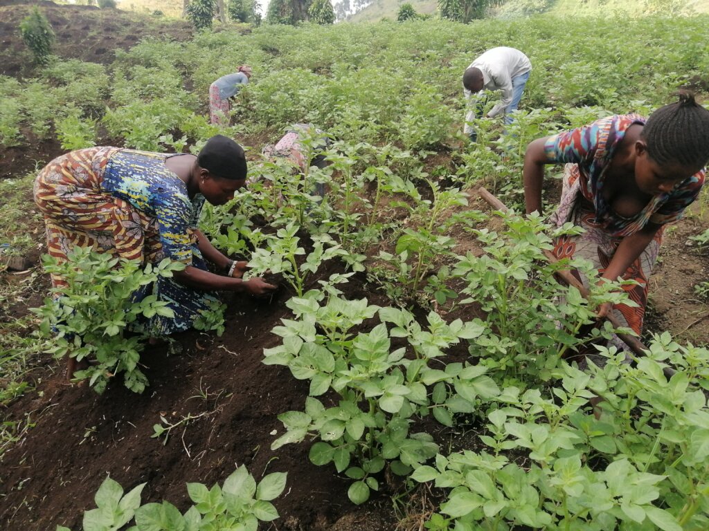 Farming for Community Affected by war in D.R.C