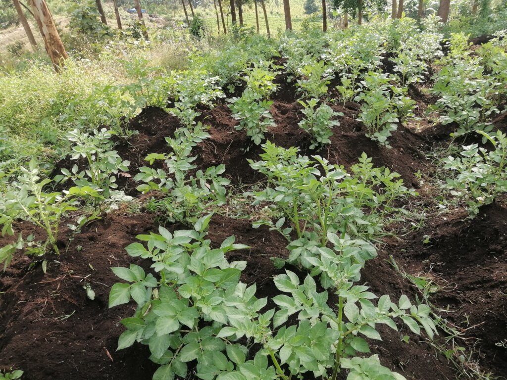 Farming for Community Affected by war in D.R.C