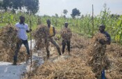 Farming for Community Affected by war in D.R.C