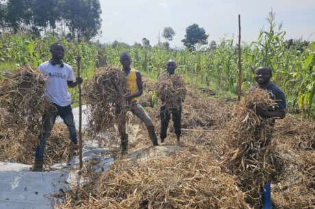 Farming for Community Affected by war in D.R.C