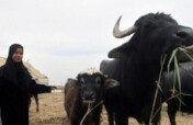 Help save the buffalo habitat in iraq