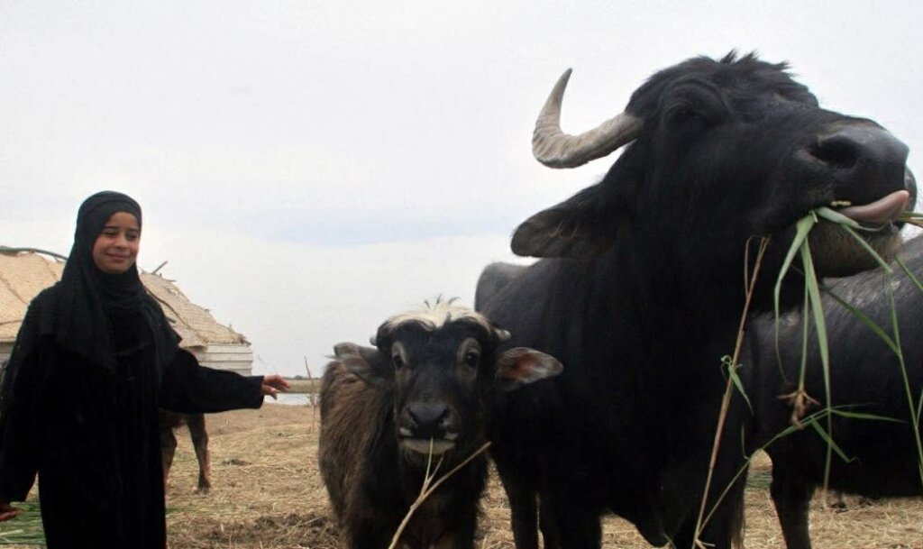 Help save the buffalo habitat in iraq